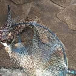 一文字でグレ釣れてます・